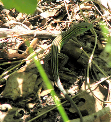Wildlife pics for Bob