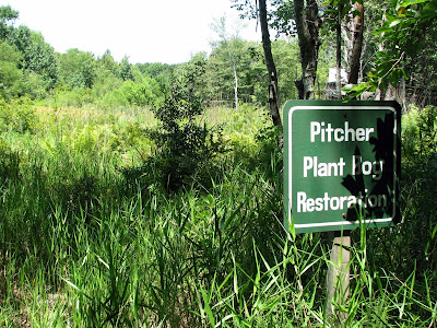 Pitcher Plants!