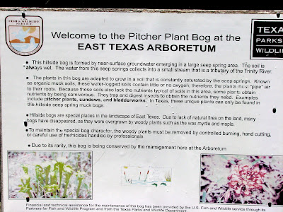 Pitcher Plant Bog Restoration