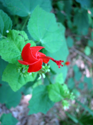 Turks Hat flowers