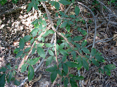 Weird flat bark