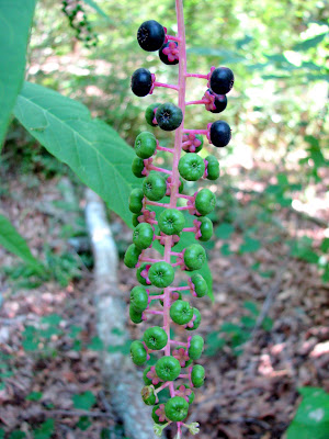 What kind of berries are these?