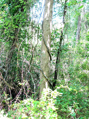 Strangler Vines in Texas?