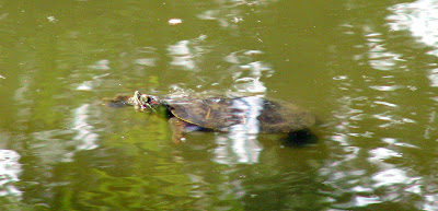 Red Eared Sliders