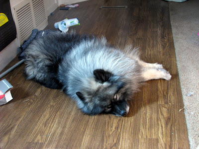 A tough dogs life