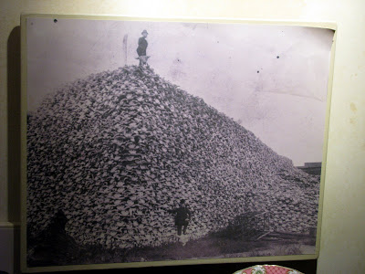 Buffalo Sculls