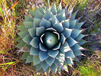 Guadalupe Mountains Dog Canyon Century Plant