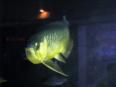 Chinease Dragonfish