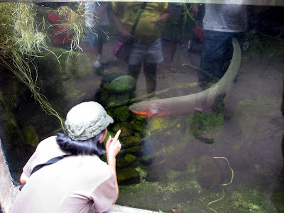 I think this is an Electric Eel