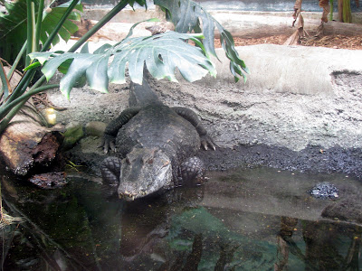 Alligator