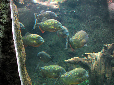 Piranhas