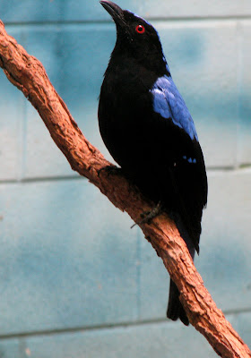 Fairy Bluebird
