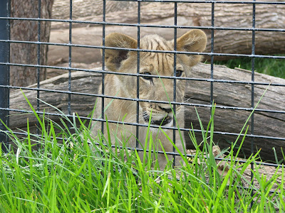 Lion Cubs