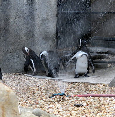 Penguins playing in the sprinklers