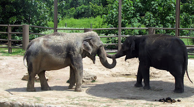 Elephants
