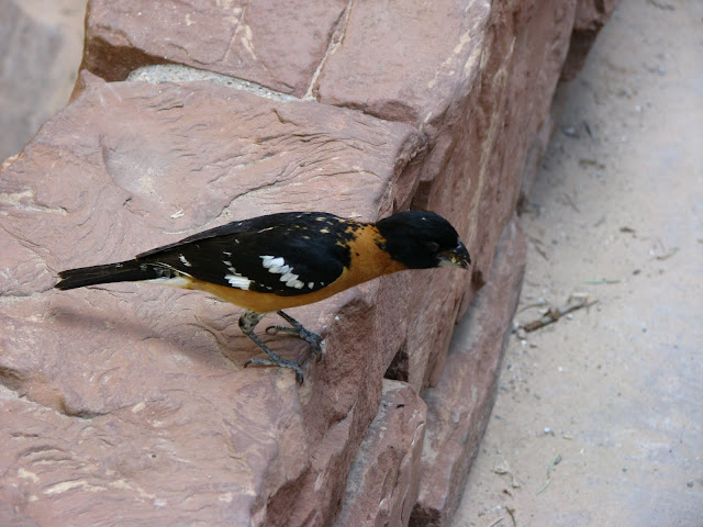 Zion Oriole