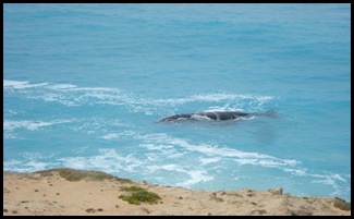Nullarbor      -Streaky Bay 040