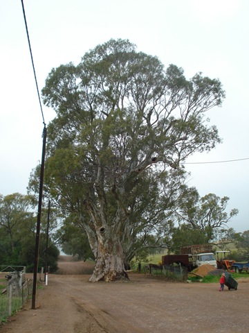 [Streaky Bay to Adelaide 108[2].jpg]