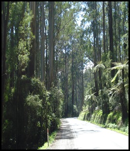 Dandenong Ranges-City 005