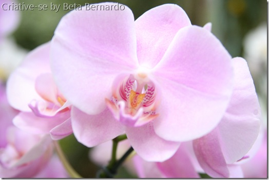 orquidea 1 menor orquidea 1 menor