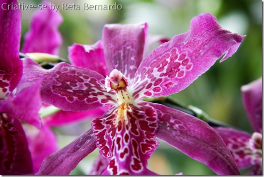 orquidea 2 menor orquidea 2 menor