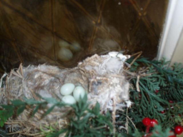 [nest2[4].jpg]