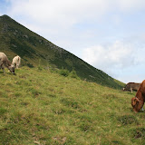 Горные коровы