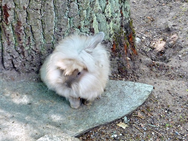 [2010, Skansen, Midsommar 012[4].jpg]