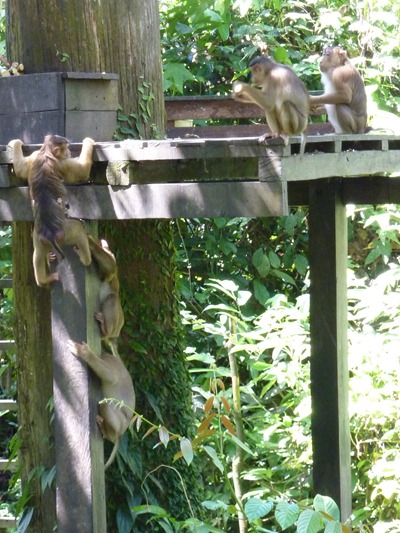2010 Kina och Borneo 1094