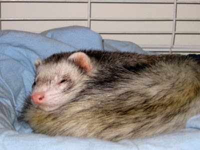 Samson Sleeping