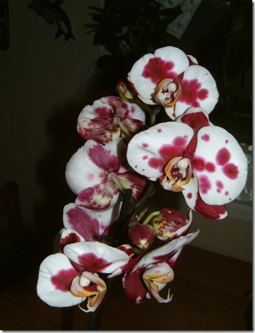 phalaenopsis
