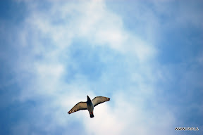 No! Please Don't Drop It