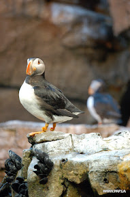 Atlantic Puffin