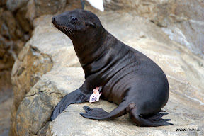 Seal