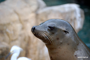 Seal