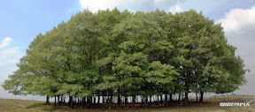 Bundle of Trees