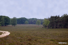 Moorland near Wezep, The Netherlands