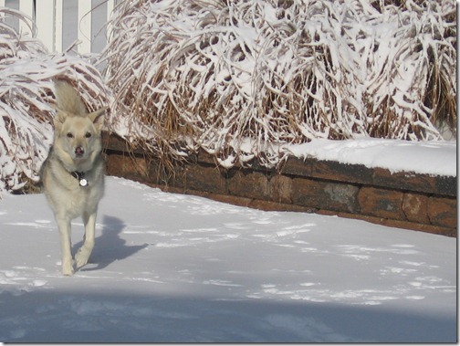 Picture 009