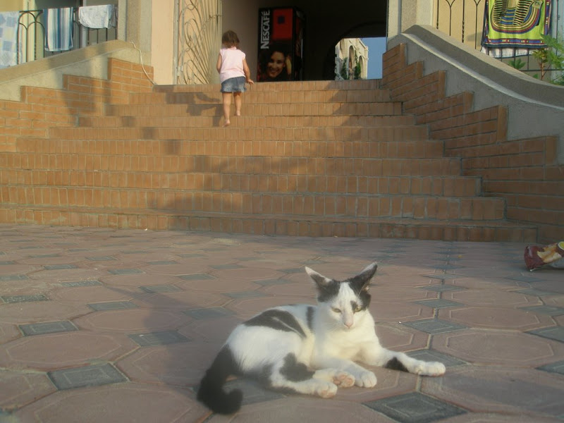 [Зображення: P8260123.JPG]