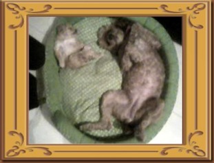 Gala & Blondy Gala & Blondy