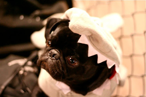 Max the Pug Shark