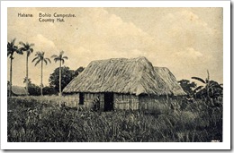 bohio campestre