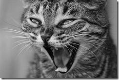 cat