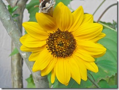 DSCN2200