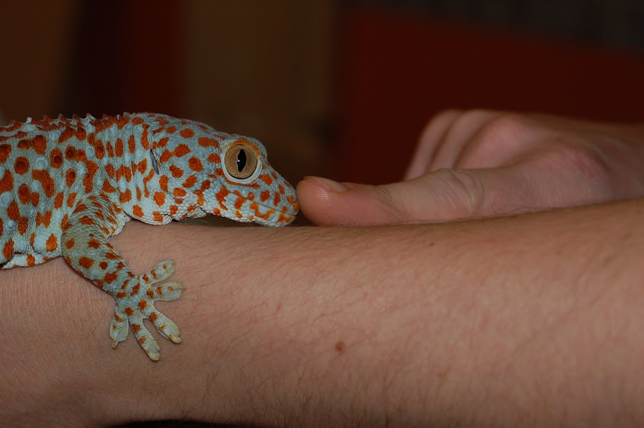 Tokay Nose Beep Thread (No humans were harmed in the production of ...