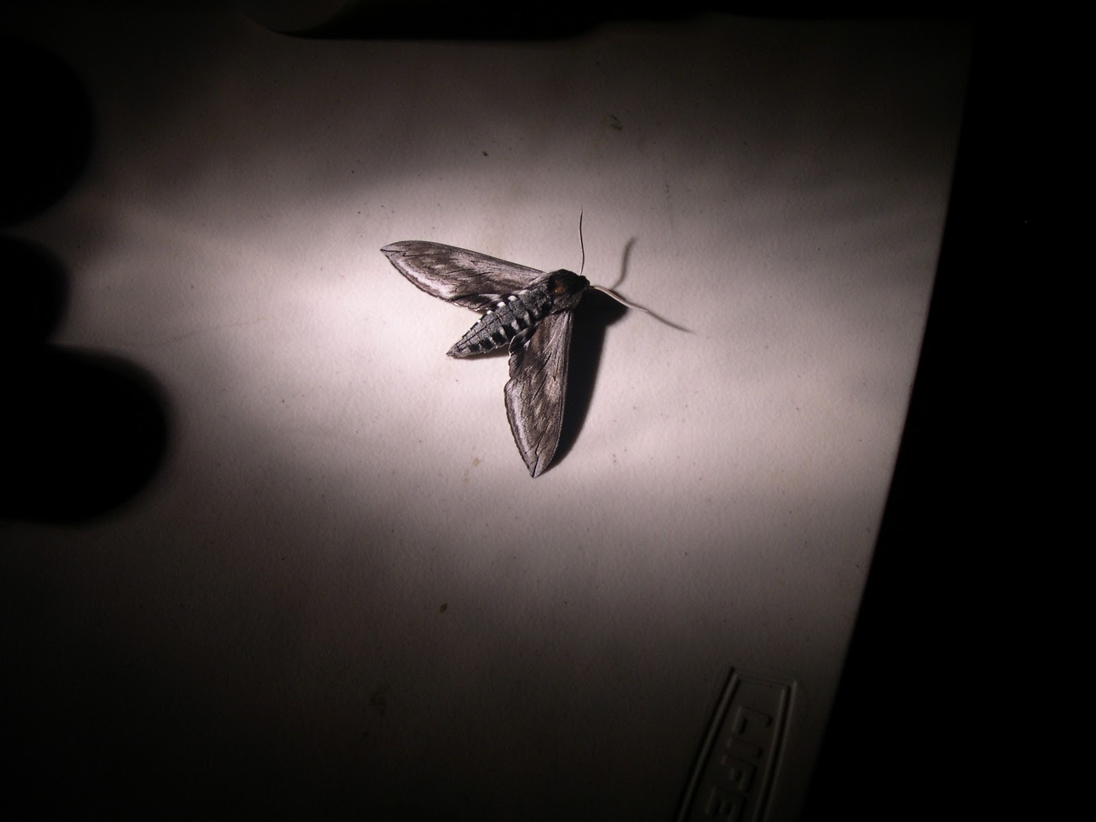 [sphinx moth[3].jpg]