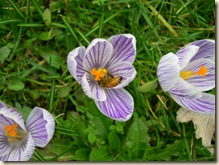 Bee hopeful Bee hopeful