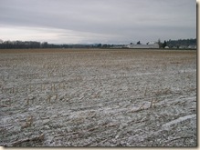 snowy cornfield