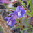 Native and Medicinal Plants