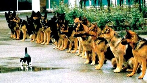 Animal-cat-GermanShepherds.jpg